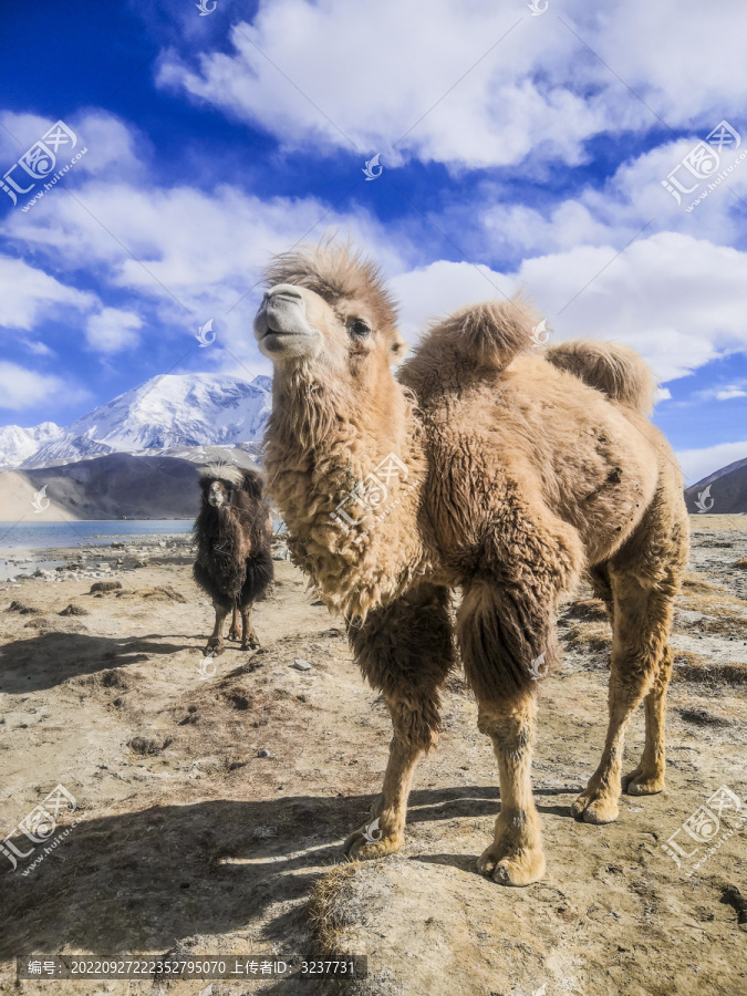 帕米尔高原上的骆驼