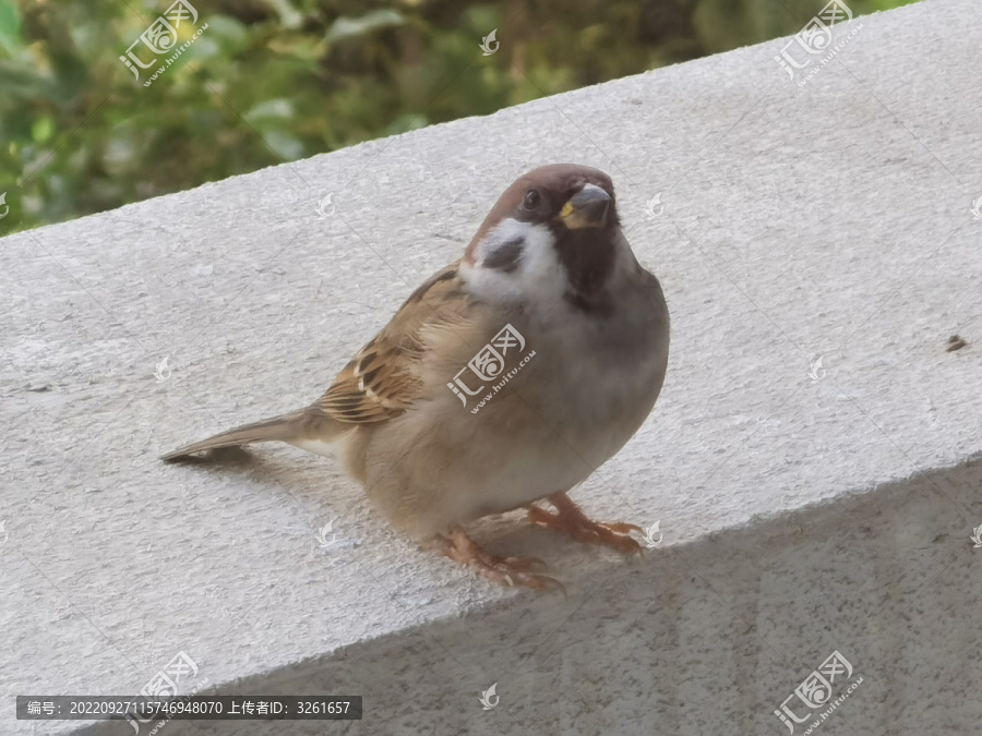 胖胖的小麻雀