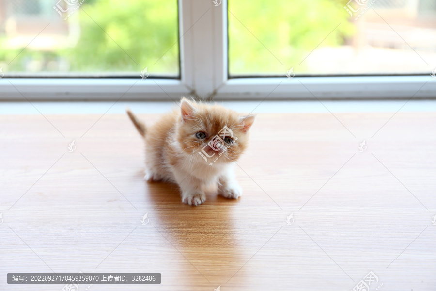 大饼脸加菲猫萌猫异国短毛猫