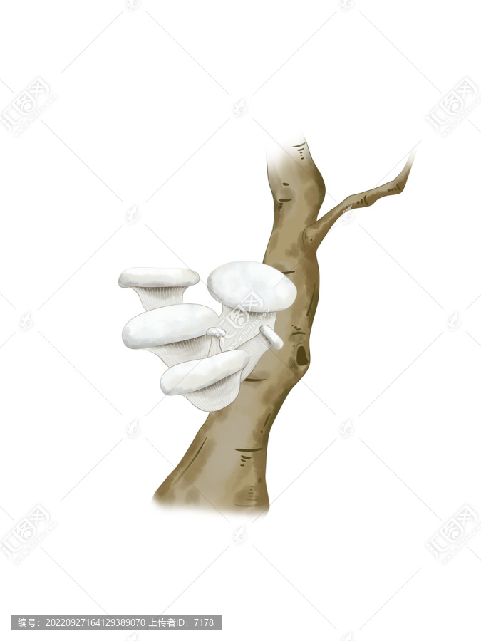 蘑菇大百科白靈菇