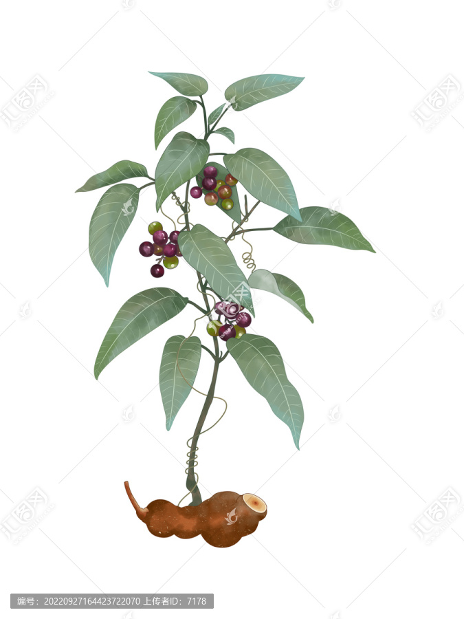 蘑菇大百科茯苓