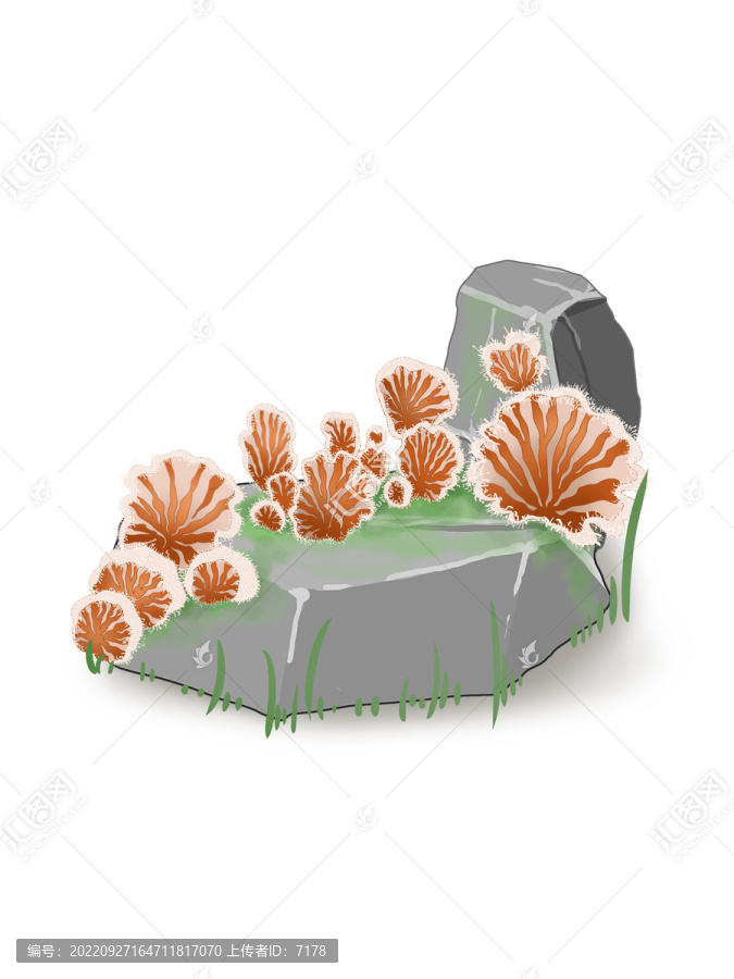 蘑菇大百科裂褶菌