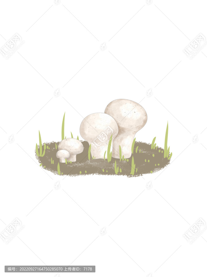 蘑菇大百科馬勃