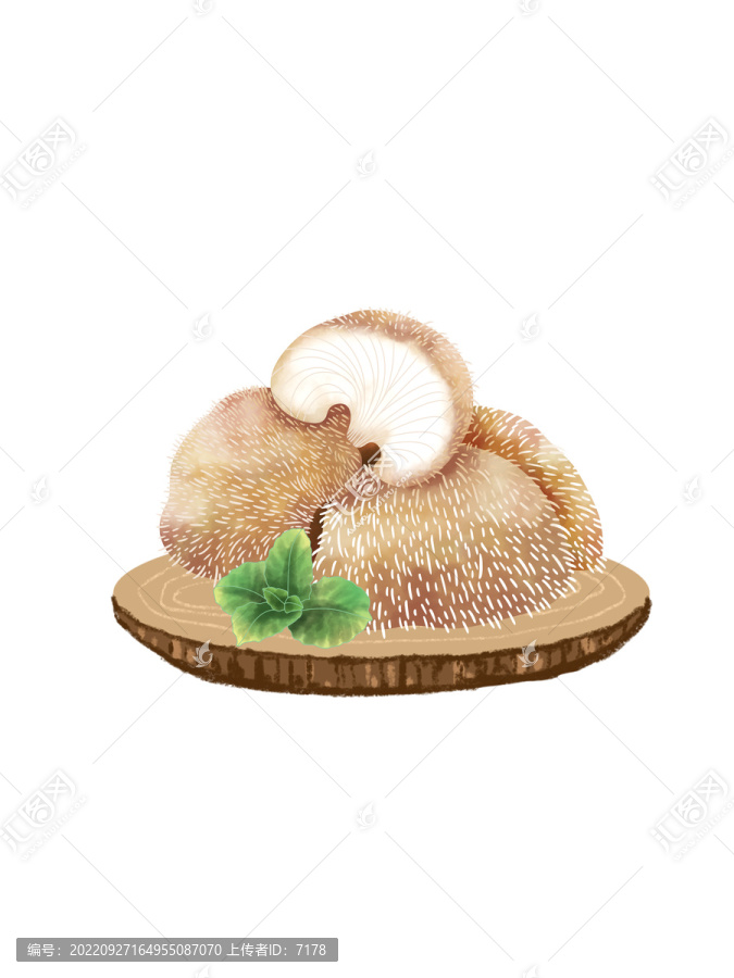 蘑菇大百科小刺猴頭菇