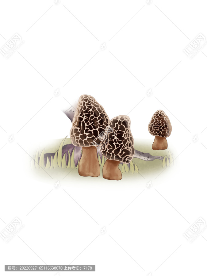 蘑菇大百科羊肚菌梯棱