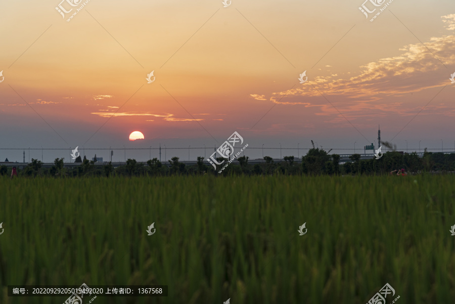 日落水稻田