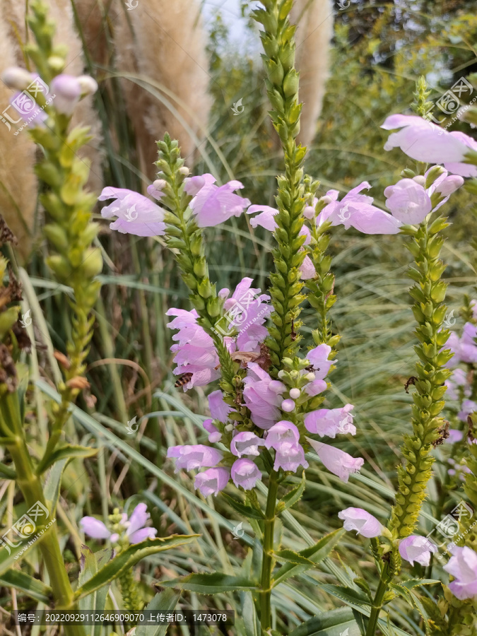 随意草