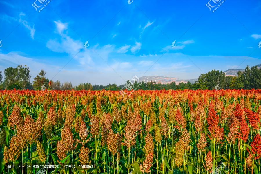 红缨子种植基地