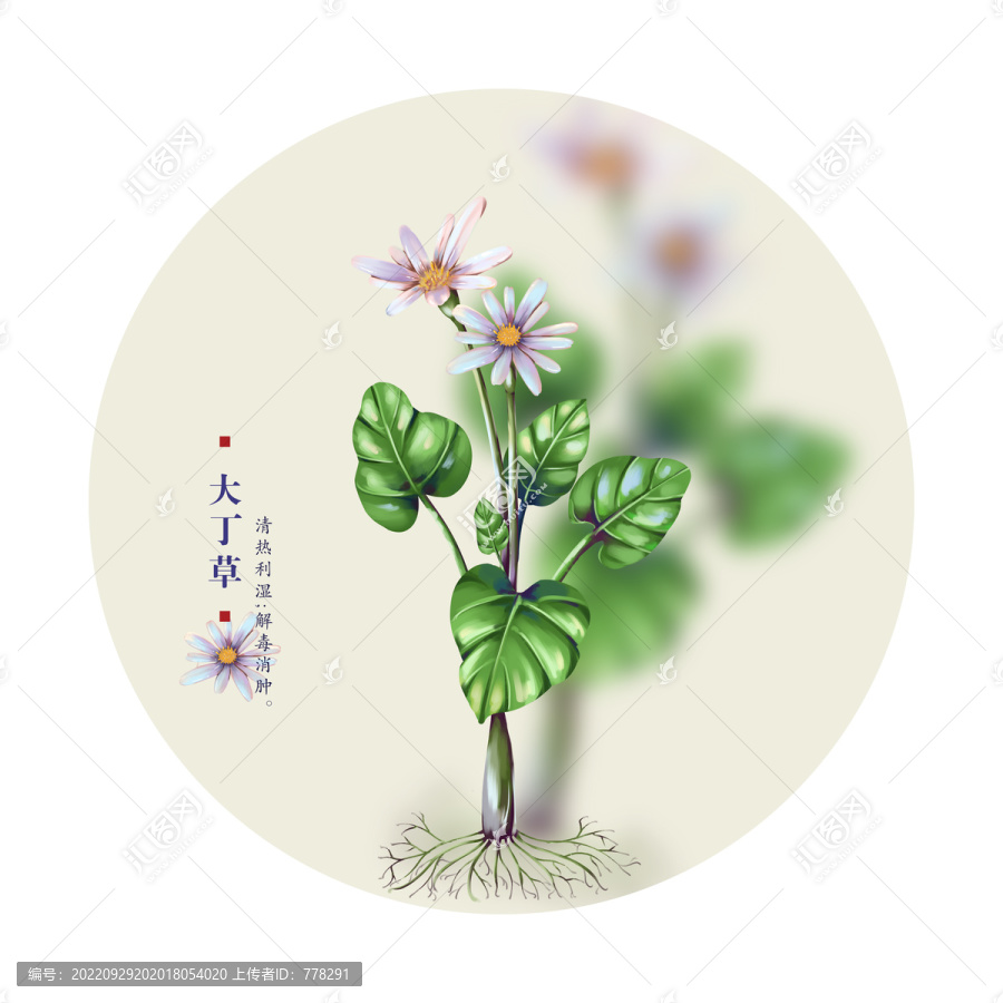 大丁草