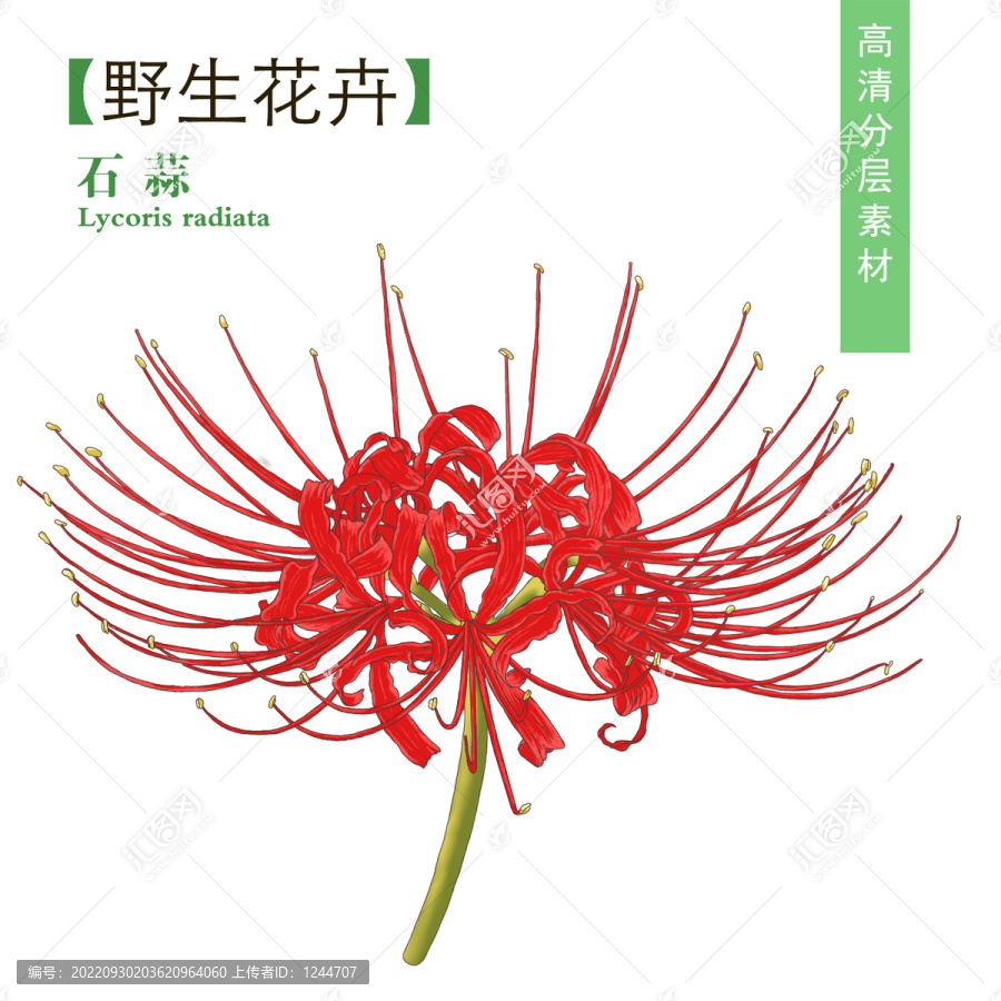 石蒜