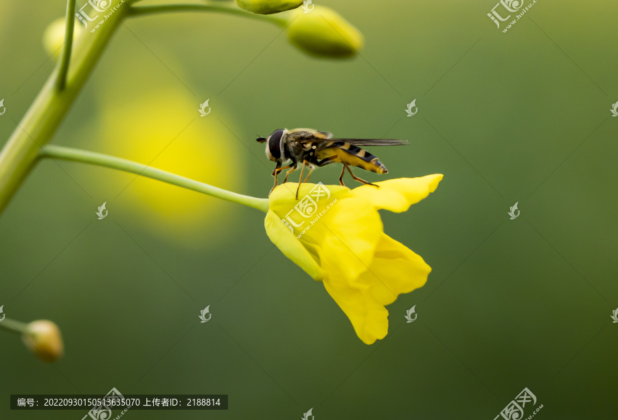 油菜花上的蜜蜂