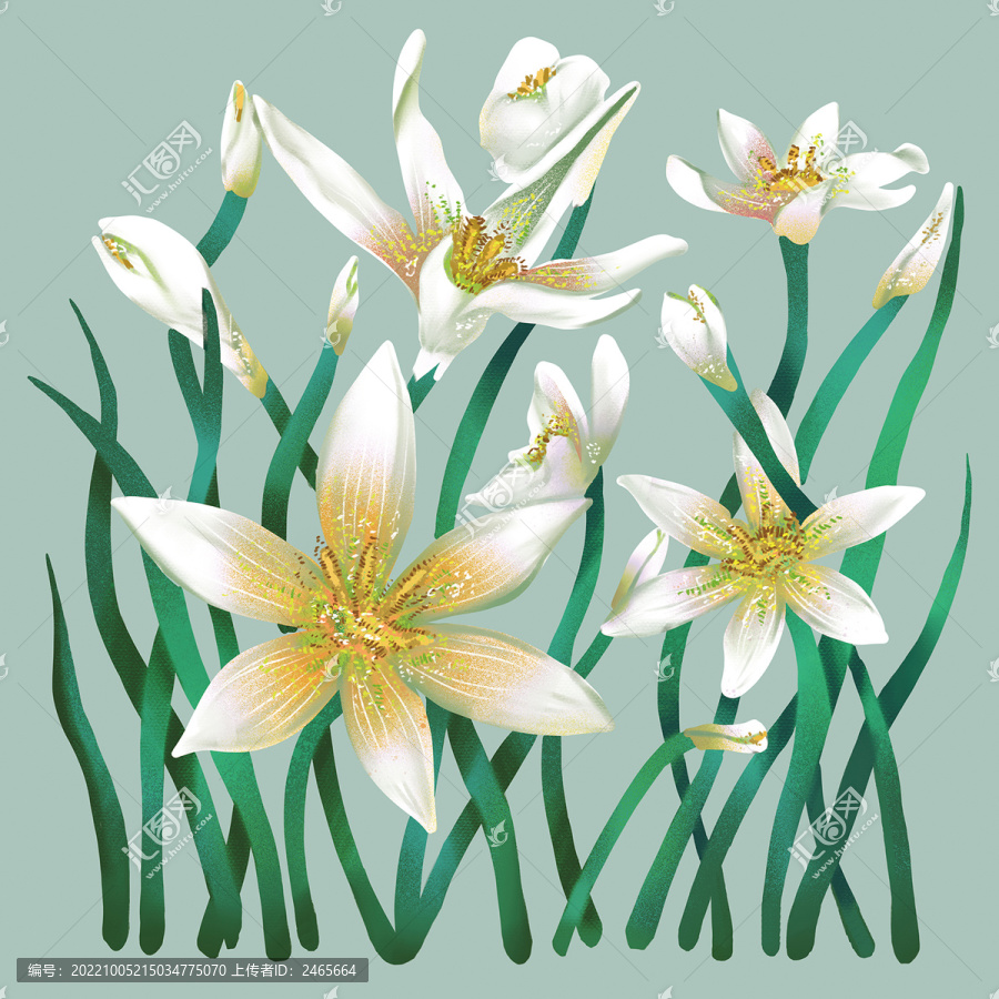 蘭花草