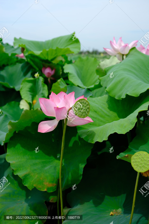 高清荷花素材