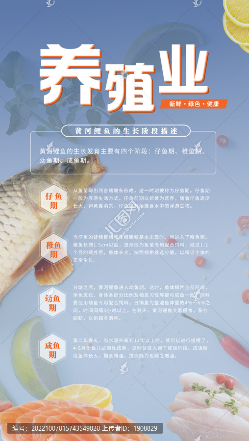 現(xiàn)代農(nóng)業(yè)養(yǎng)殖業(yè)鯉魚介紹海報