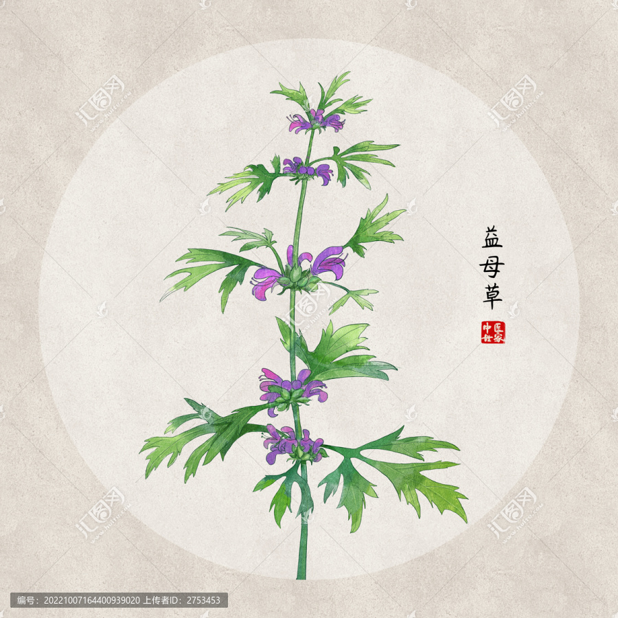 益母草