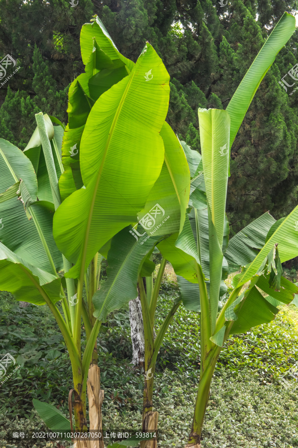 芭蕉树