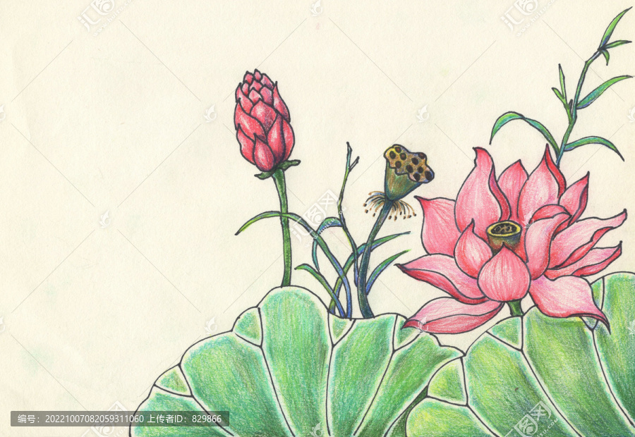 兒童插畫荷花