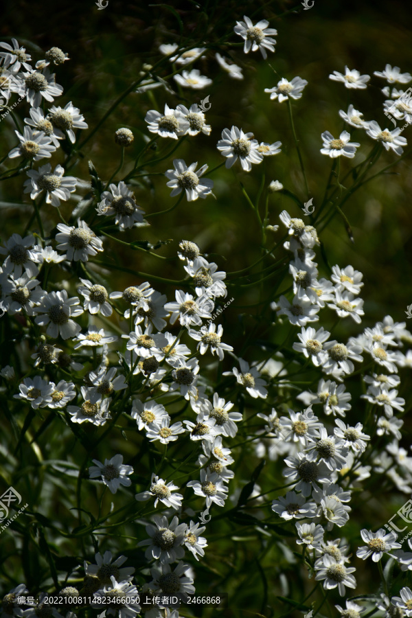 野菊花