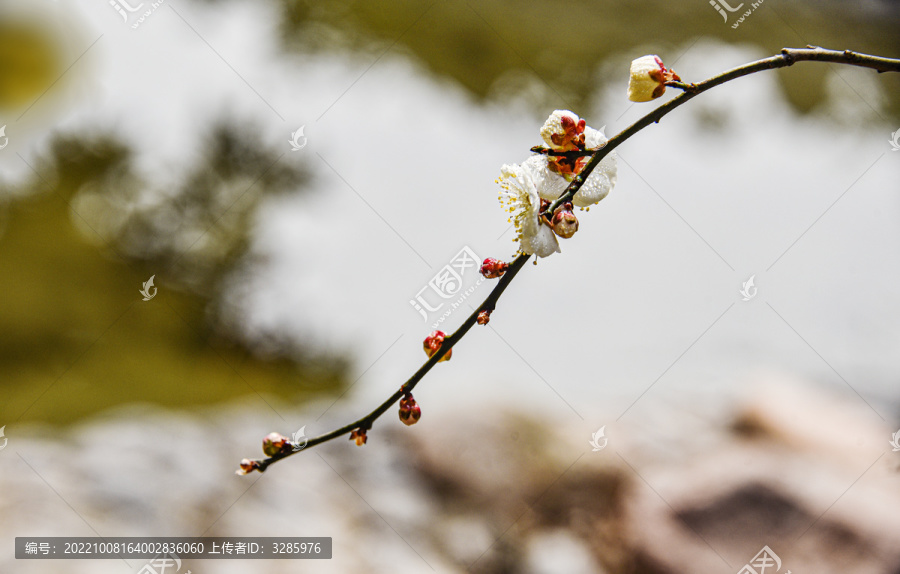 梅花