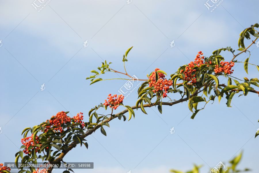 大红袍花椒