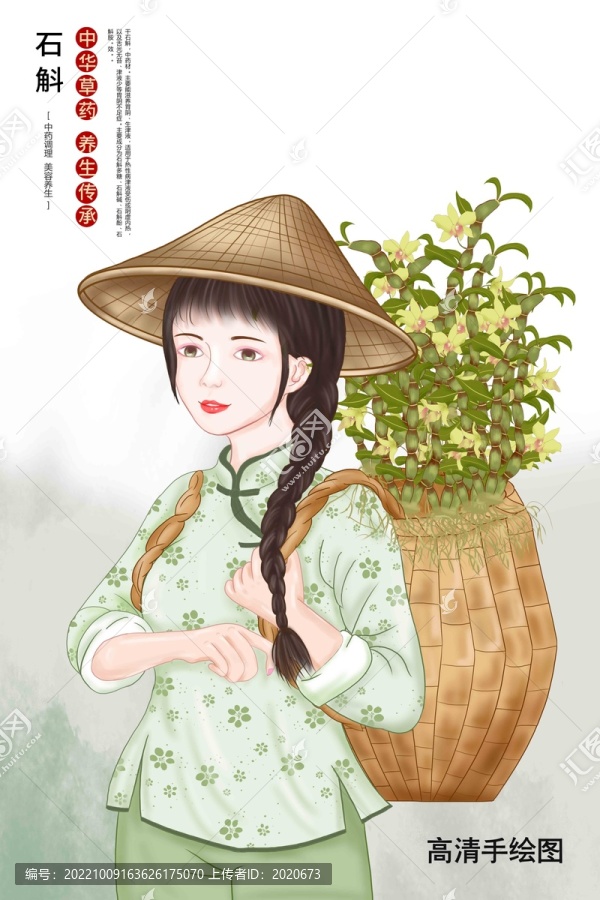 鐵皮石斛插畫
