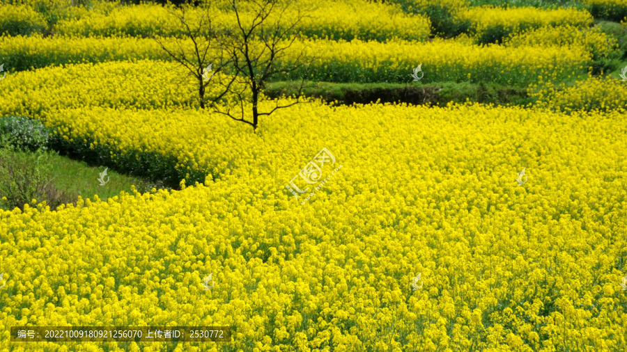 油菜田