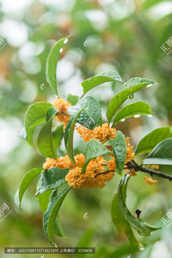 桂花花朵特写桂花背景