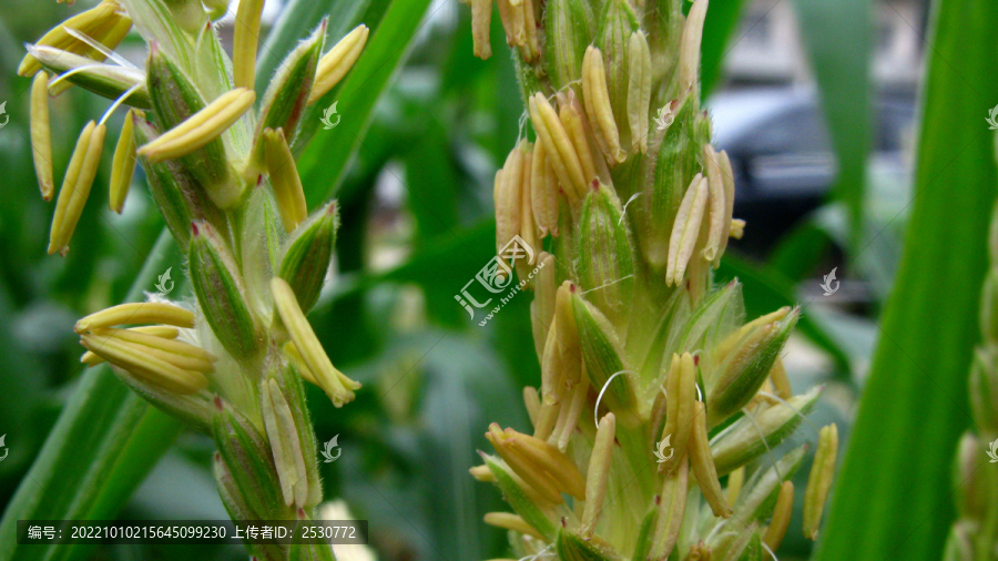 玉米顶锥雄性花序
