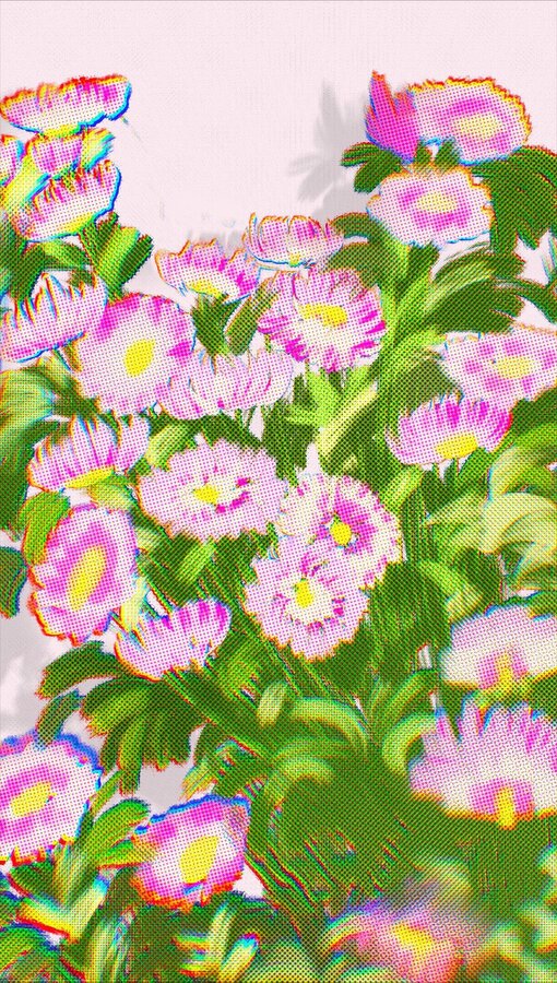 粉色雛菊花叢