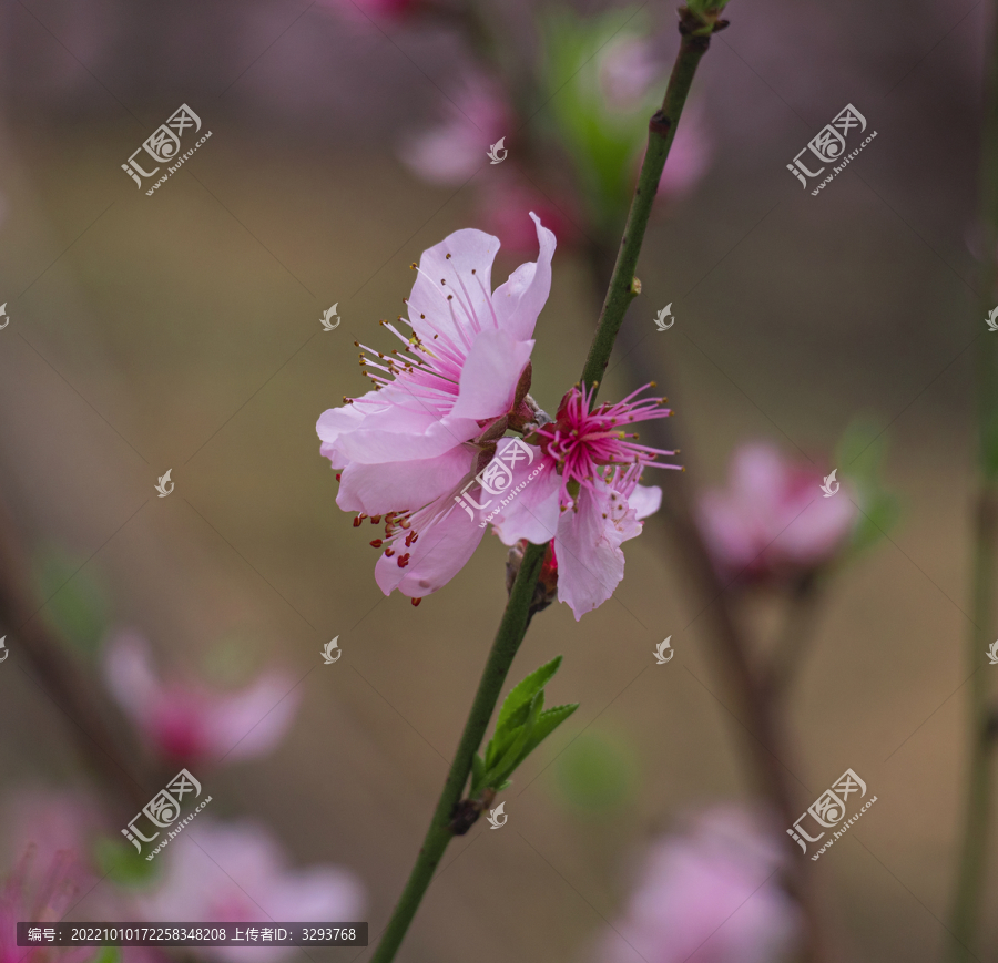 桃花朵朵开