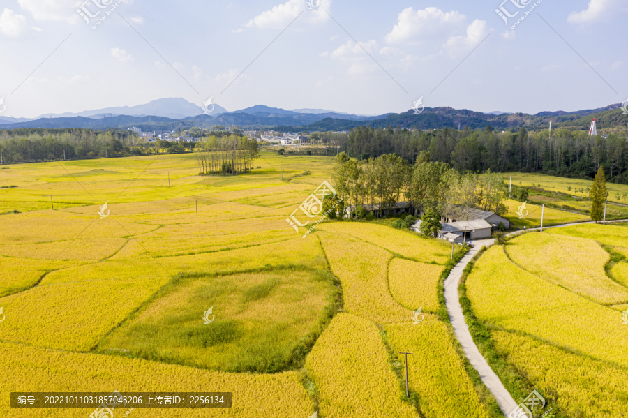 美丽乡村稻田