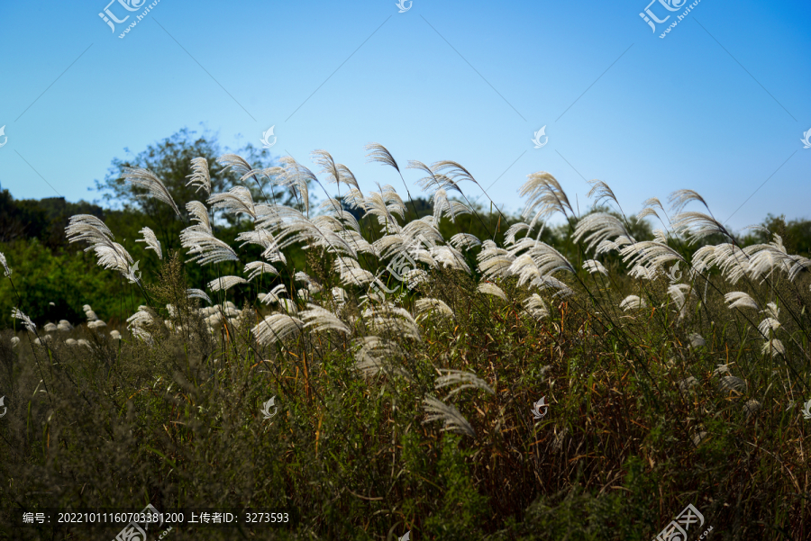 清雅芦花