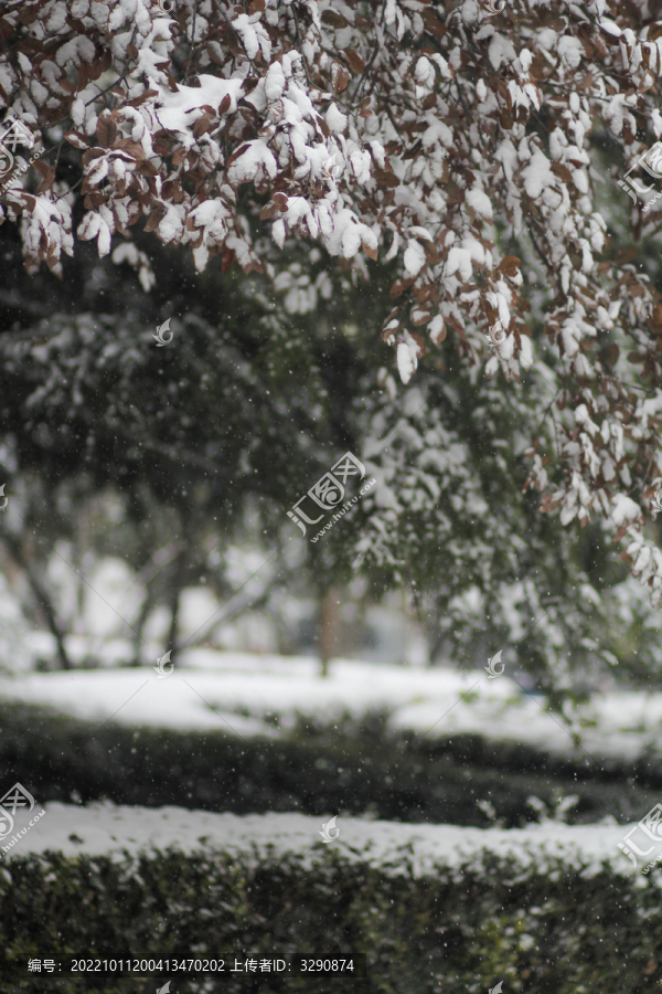 灌木丛上落满了厚厚的积雪