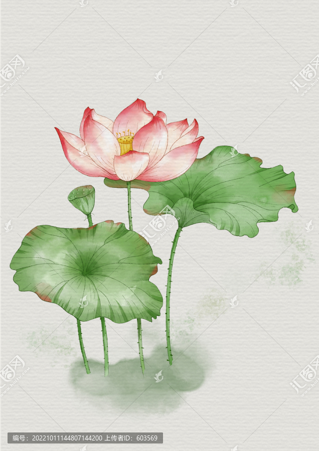 荷花