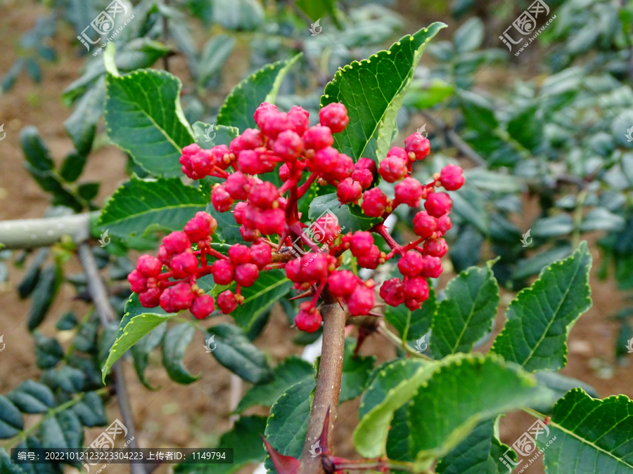 鲜花椒