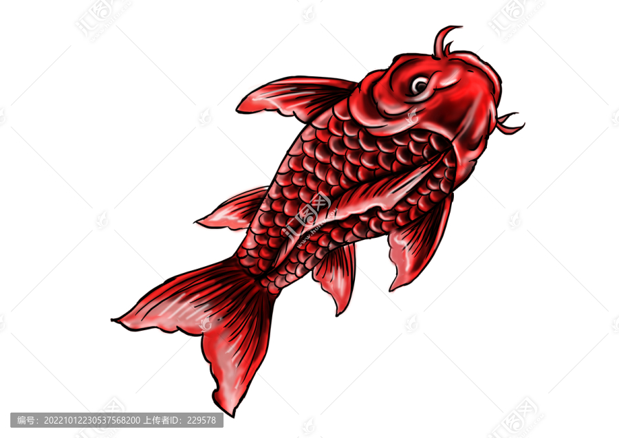鯉魚插畫