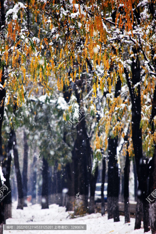 北京冬天雪后雪景图