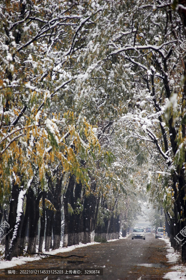 北京冬天下雪雪景图