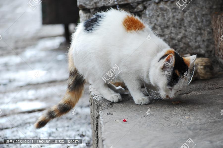 一只正在吃食的猫咪