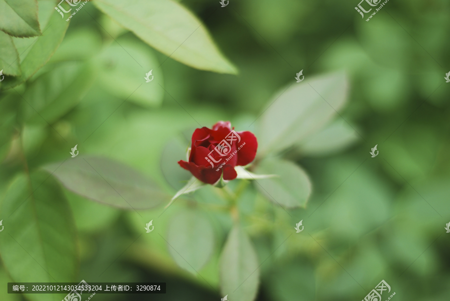深红色蔷薇花的照片