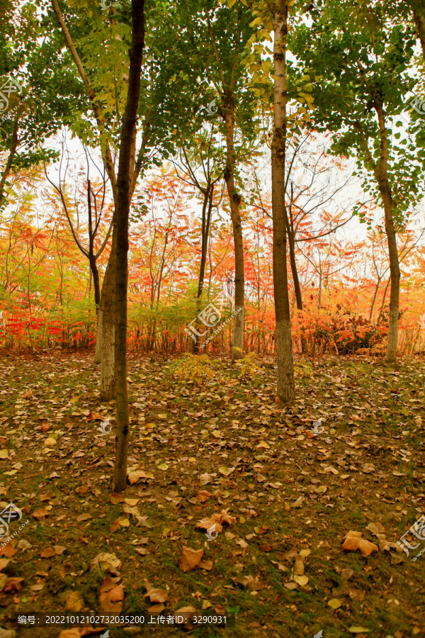 秋天树林满地落叶
