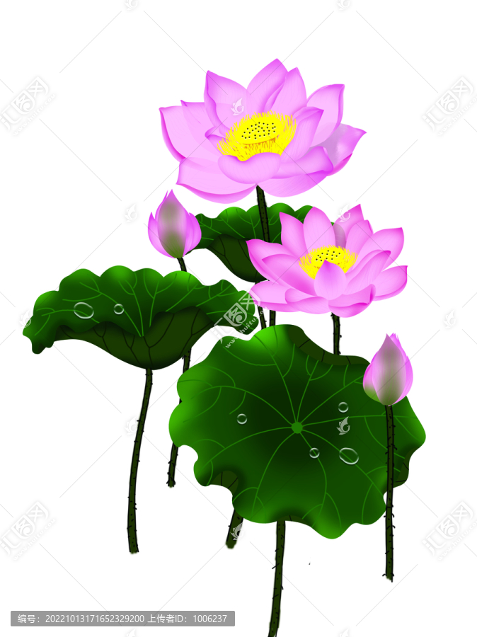 荷花