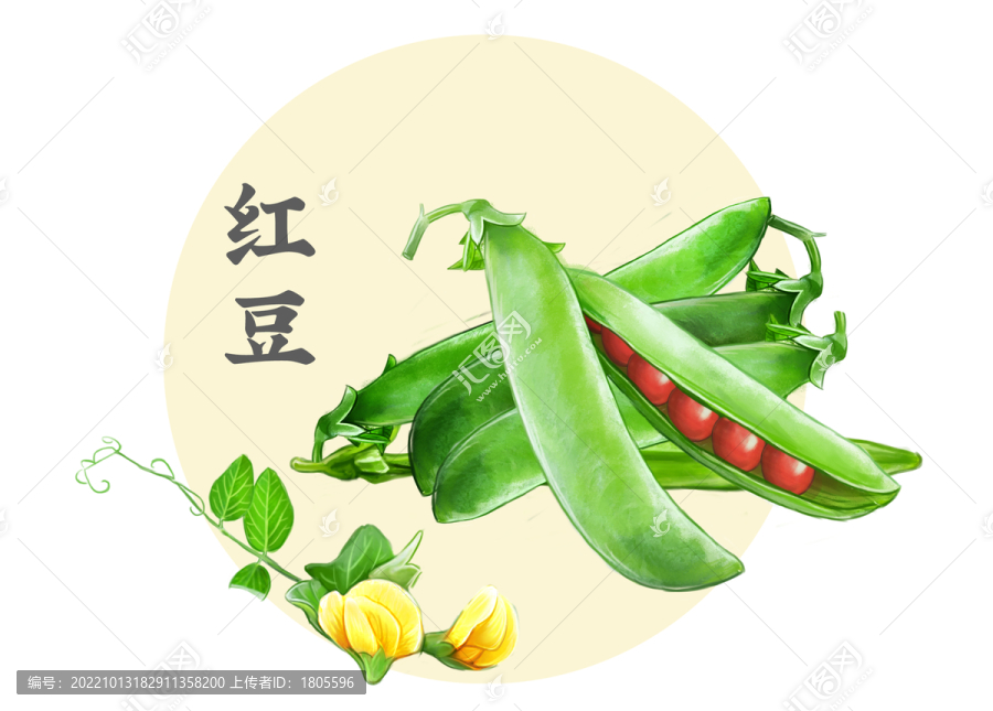 紅豆豆莢插畫