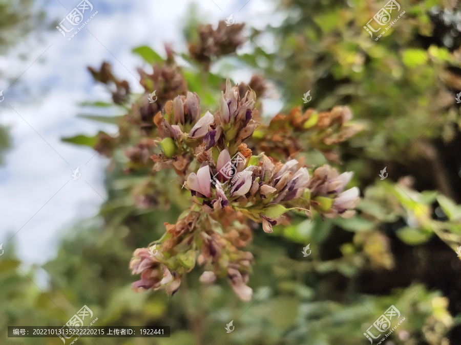 胡枝子花特写