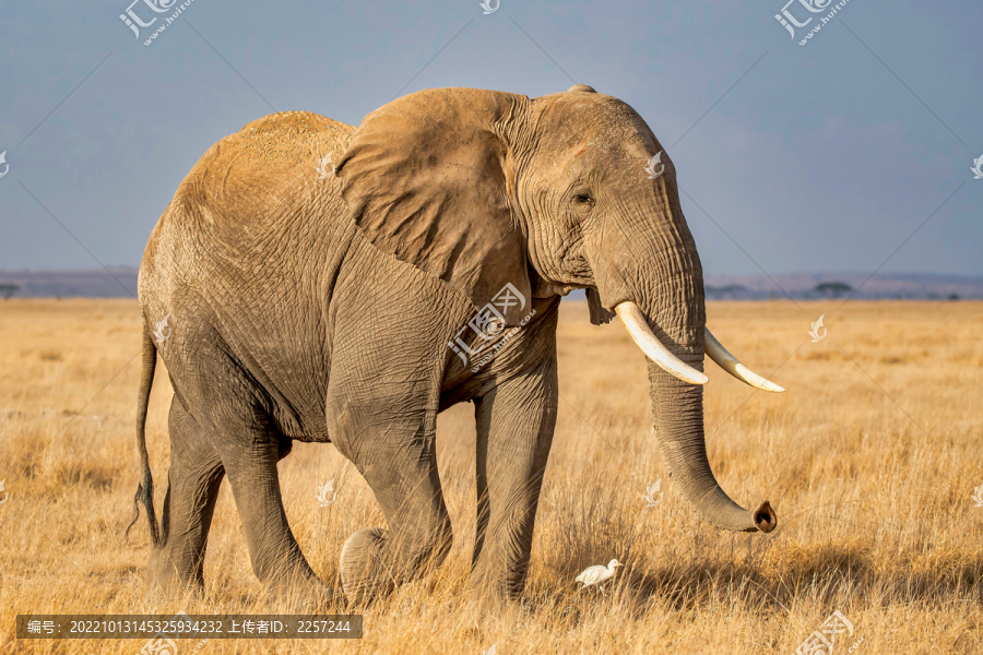 大象与非洲象