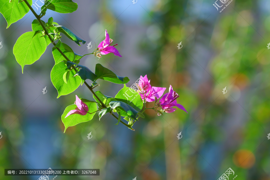 清晨的叶子花植物花瓣