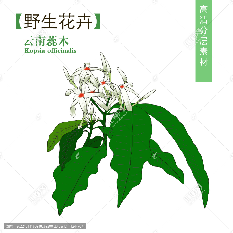 云南蕊木