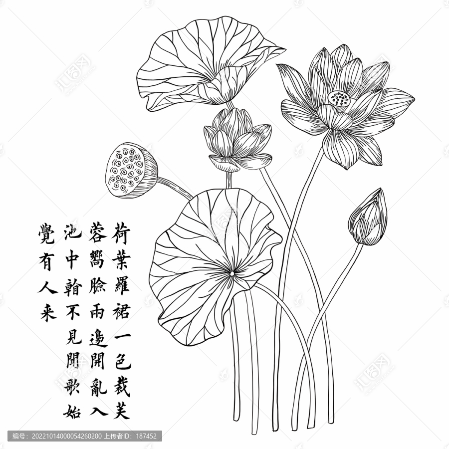 荷花