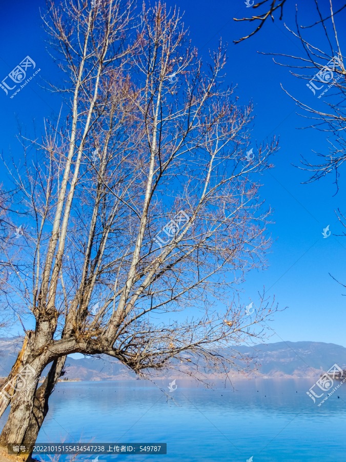 湖泊老树
