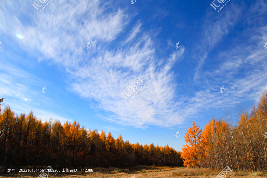 五花山秋色秋天黄树叶秋景